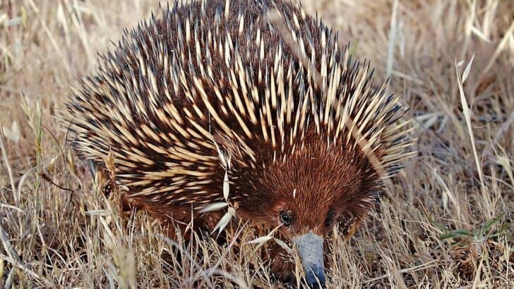 Surprising Animal Allies to Fight Climate Change