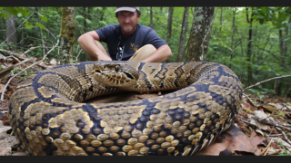 The Largest '6.2 feet Monster' Timber Rattlesnake ever Recorded. Image: Midjourney Illustration.