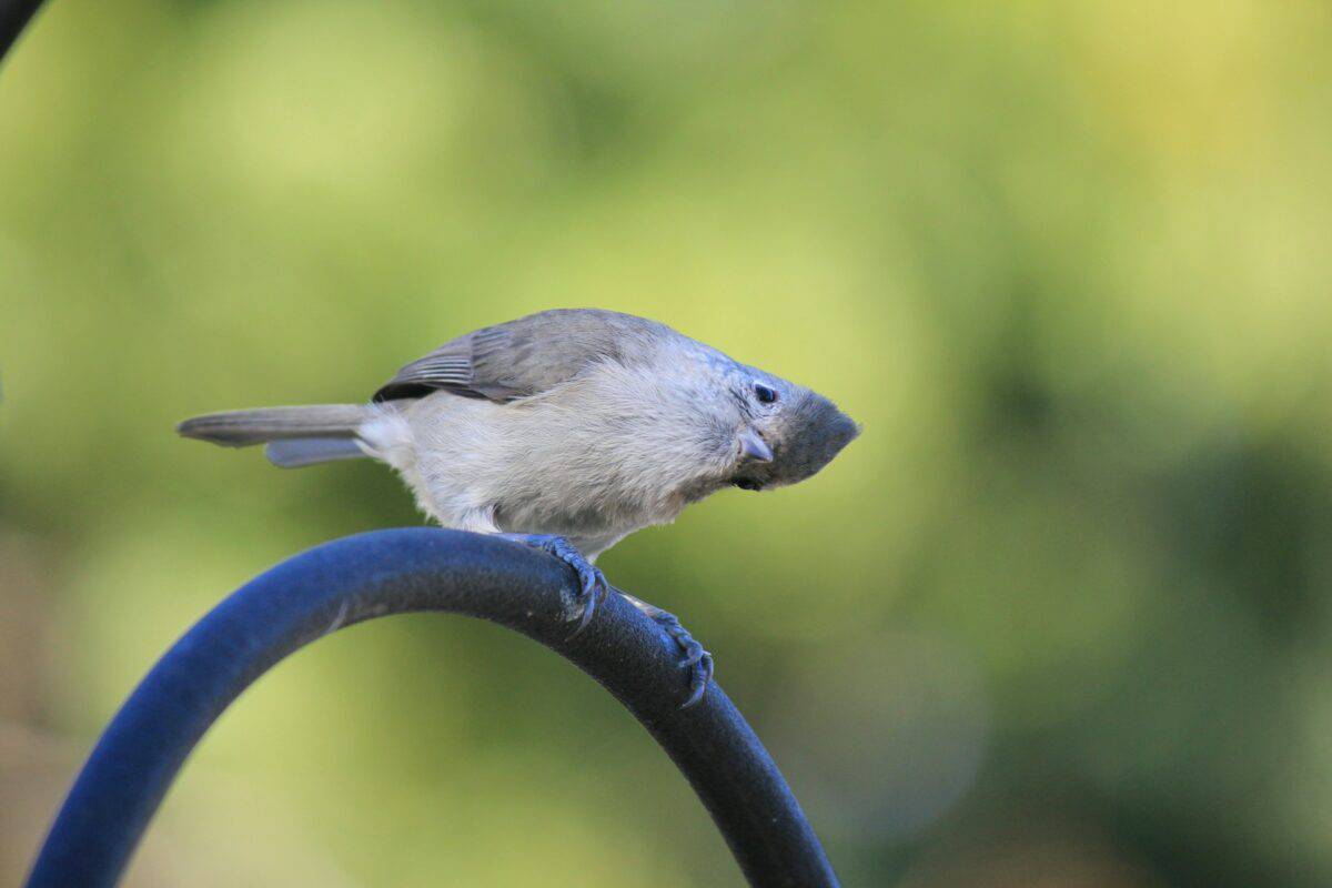 Tufted Titmouse