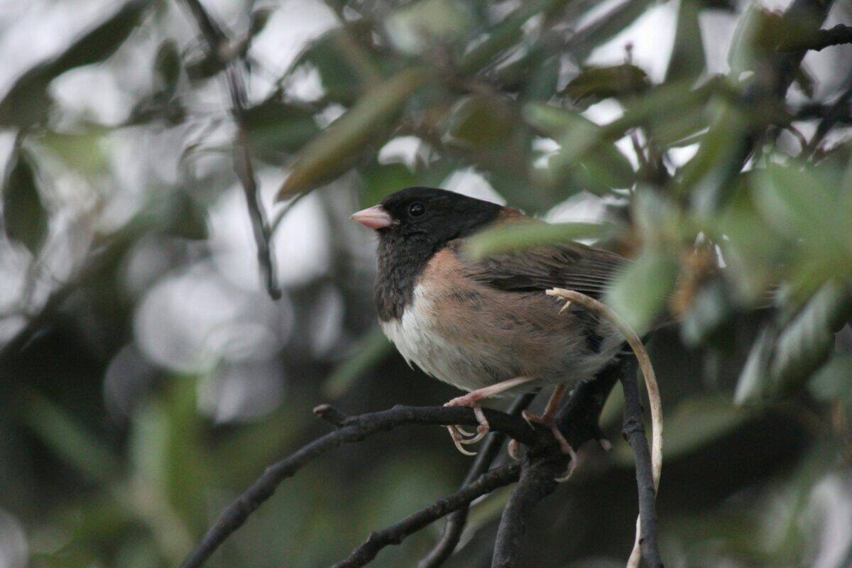 Junco