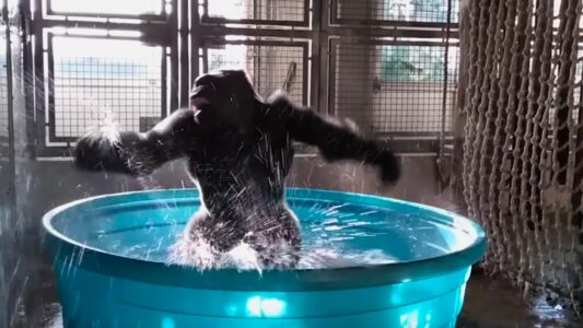 Watch: Gorilla Breakdancing in Pool at Dallas Zoo
