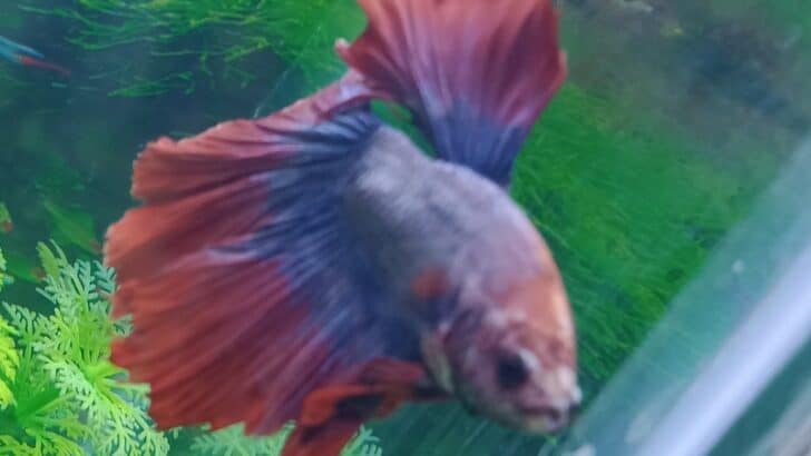 How Betta Fish Communicate Using Their Fins