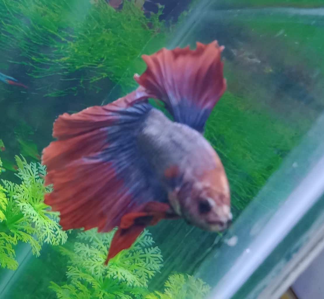 Betta fish 