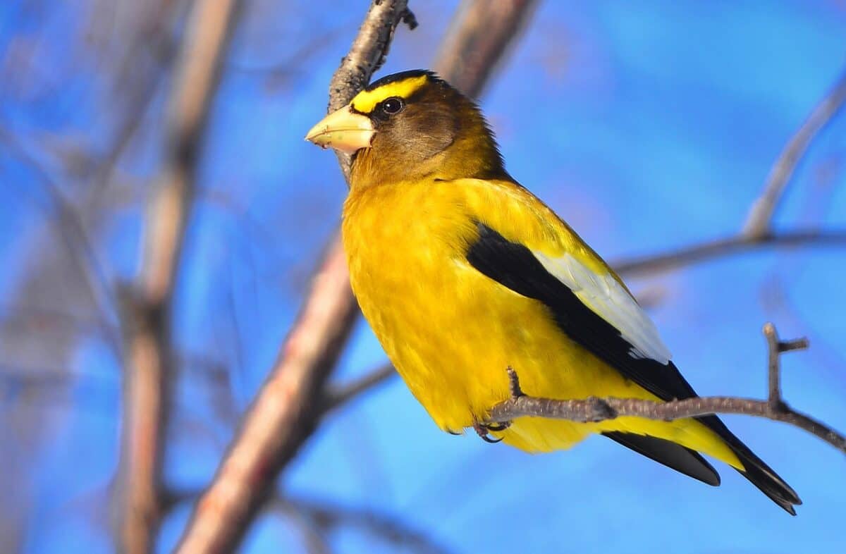 Evening Grosbeak