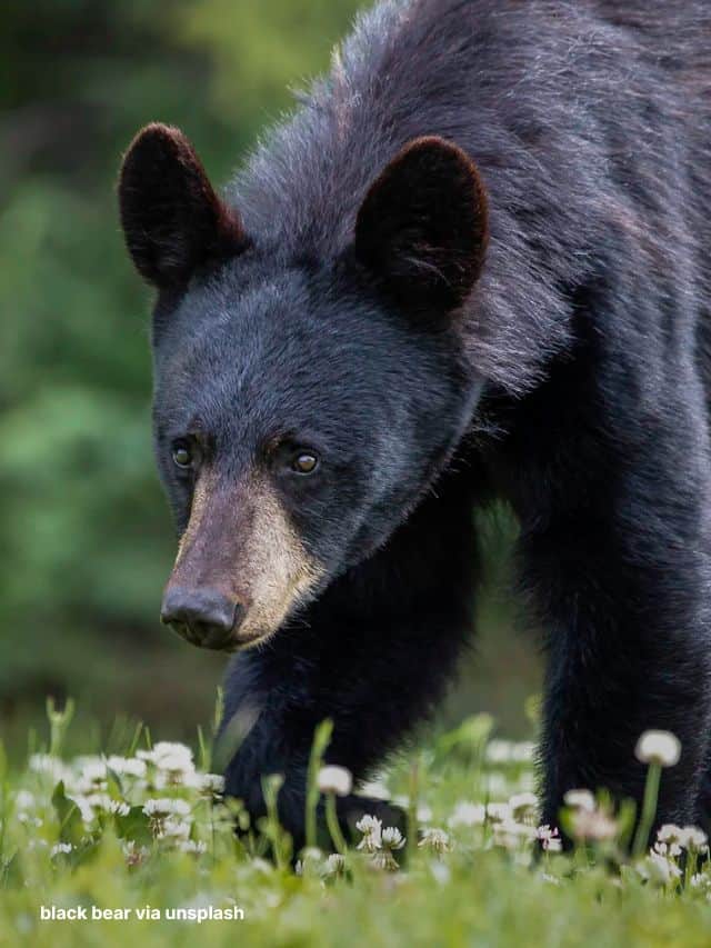 Watch a Black Bear Sees Its Reflection For The First Time Ever Recorded (Video)