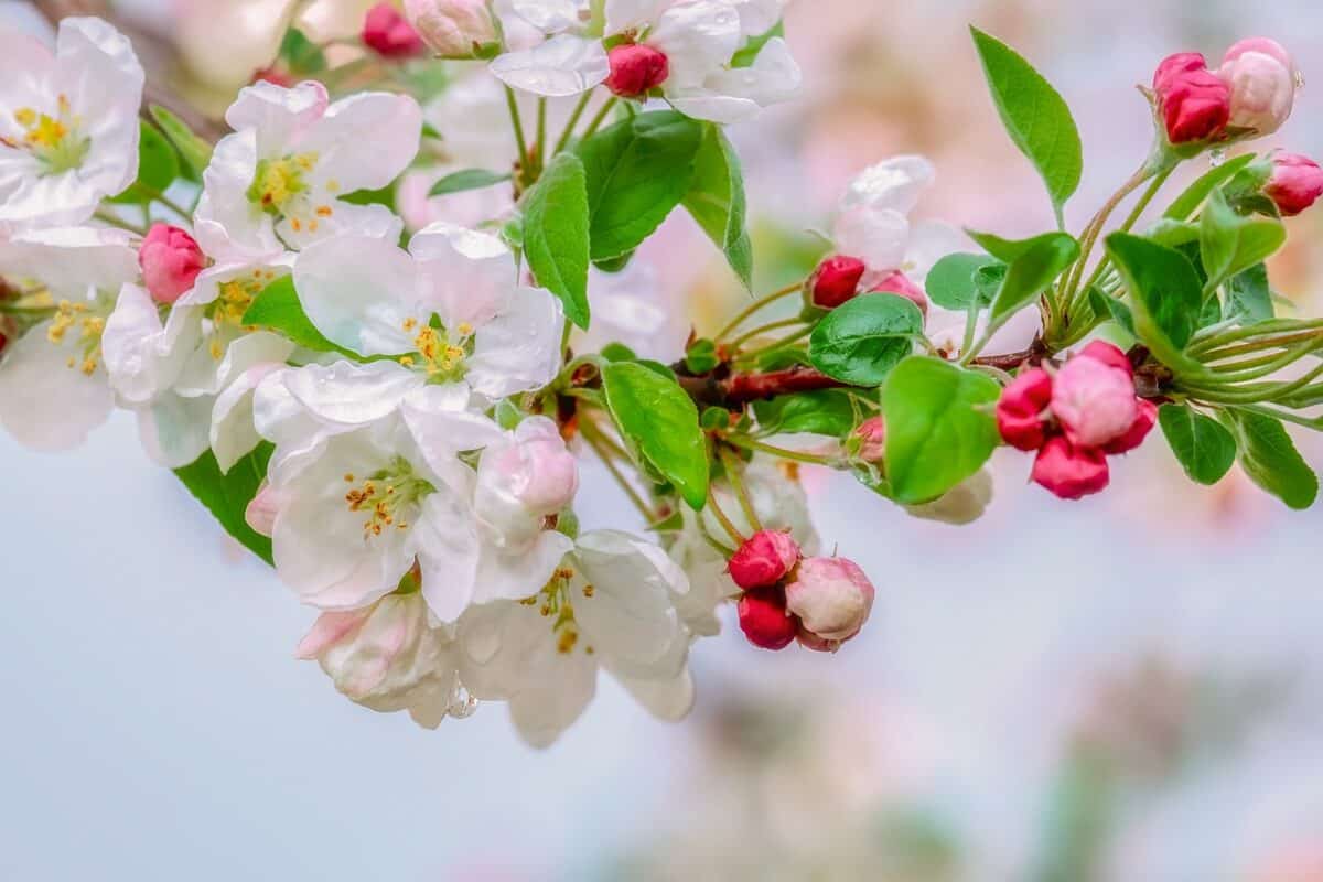 Crabapple Tree