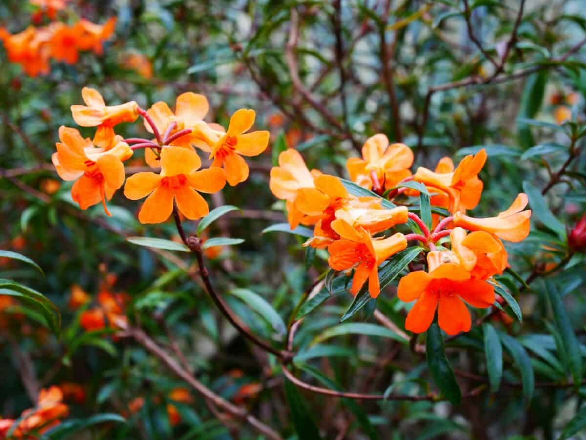 trumpet vine