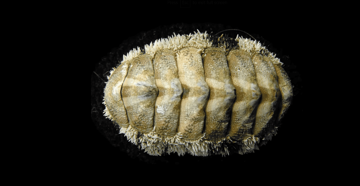 Chiton with thousands of 'eyes'.