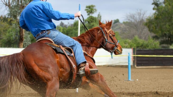 15 Animals That Can Outrun a Human
