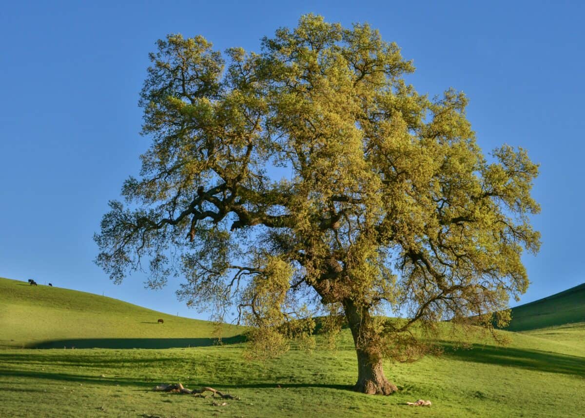 oak tree