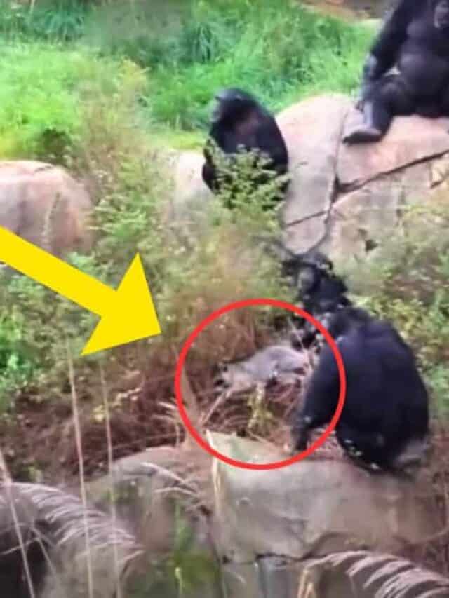 This Raccoon Got Trapped Inside Chimpanzee Cage