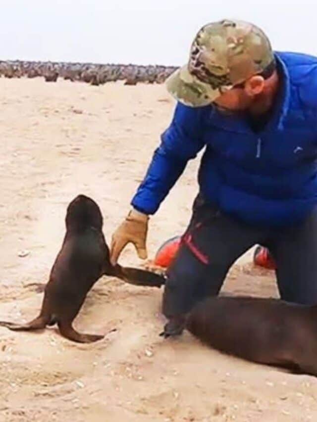 Baby Seal Protects Its Friend From Rescuer