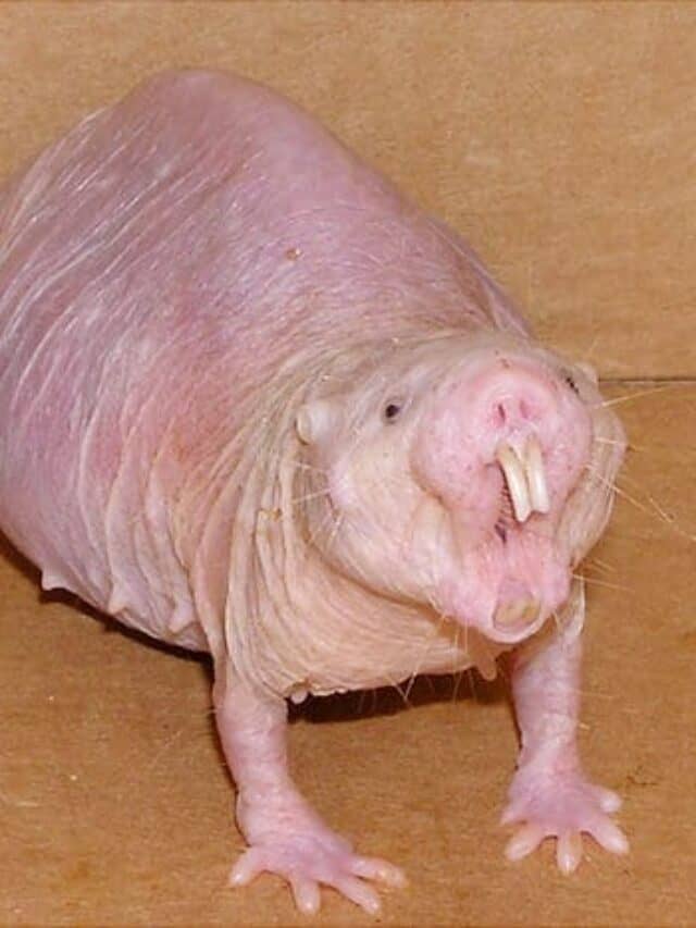 The 12 Ugliest-Looking Animals Ever