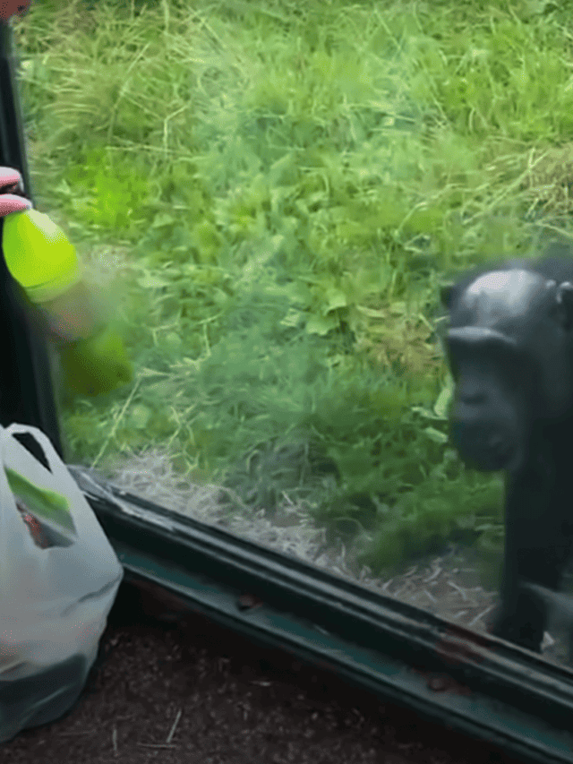 Watch Genius Chimp Asks Zoo Visitors For Soda
