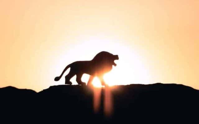 lion against sunset