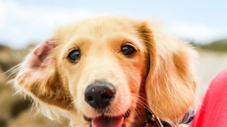 Top 10 Animals that Saved Lives