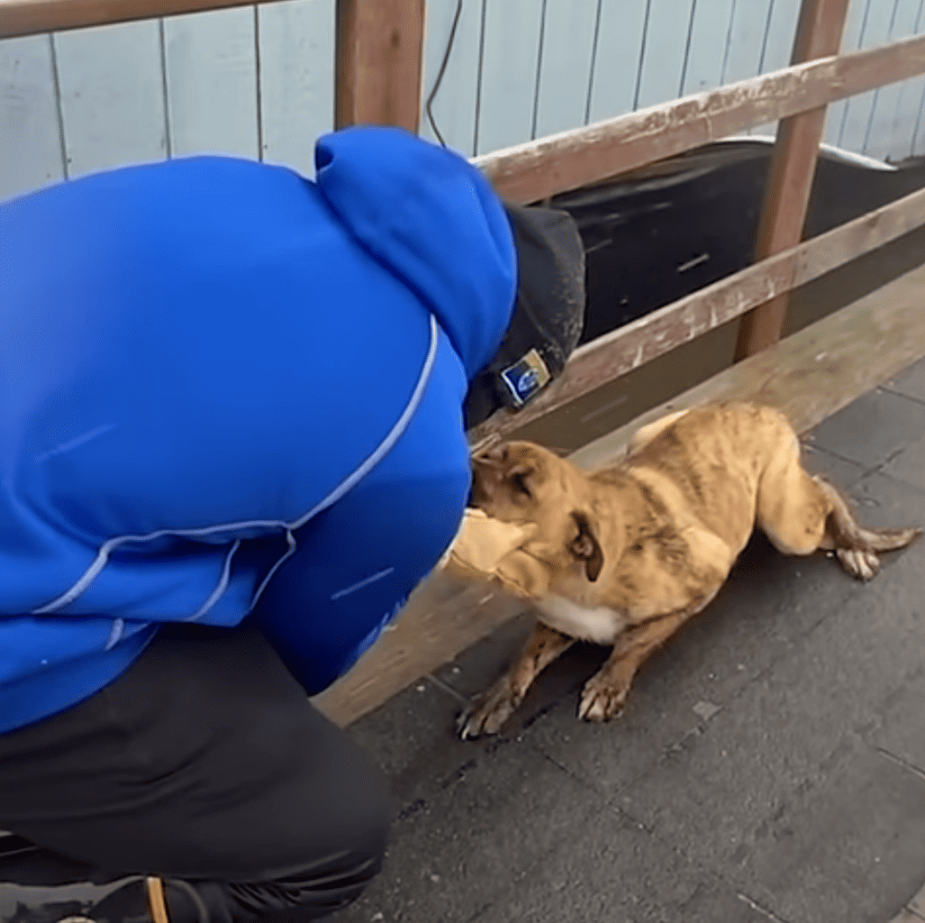 Cold mother dog rescued from floods.