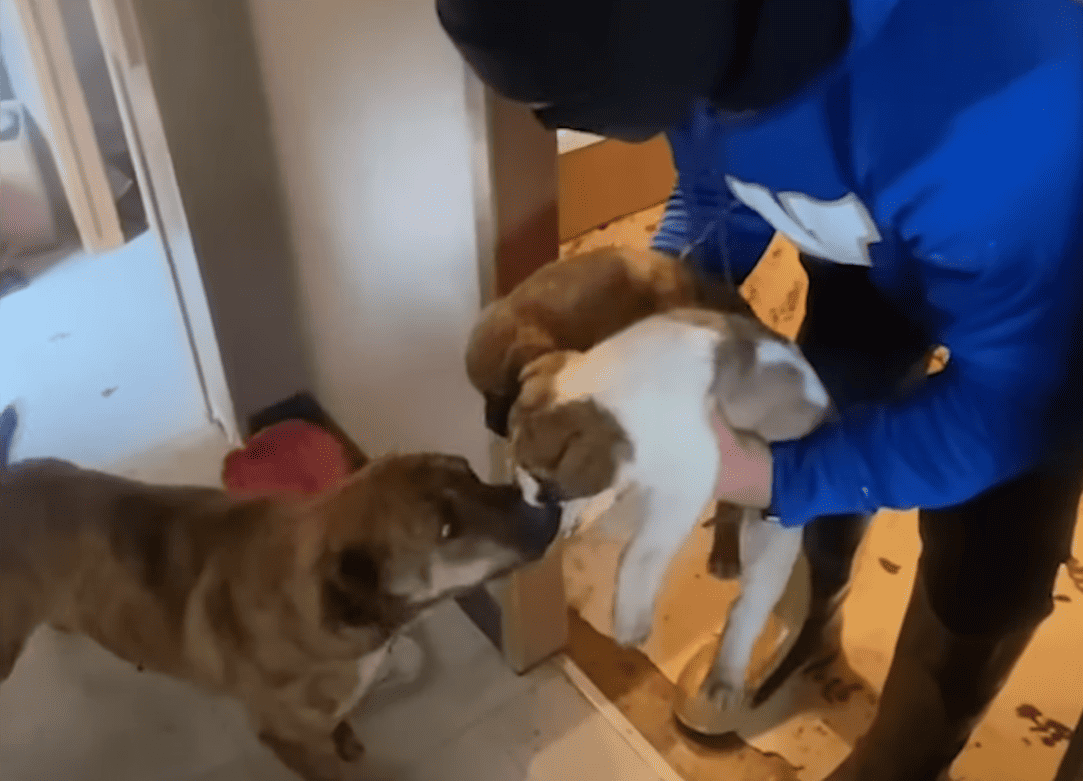 Mother meets her puppies