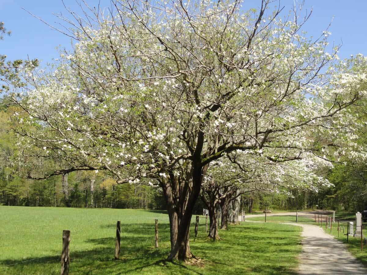 dogwood tree