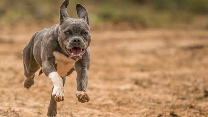 Animals So Much Better Than Their Misleading Reputations