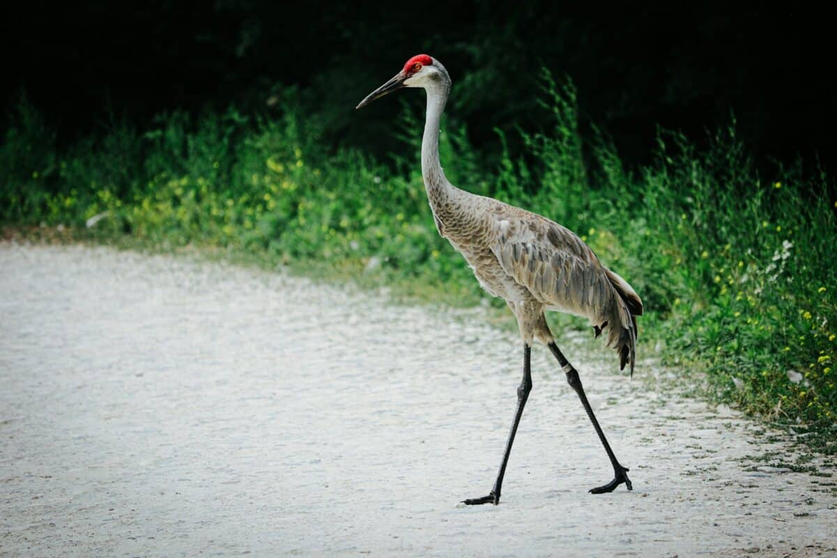 Sandhill Crane