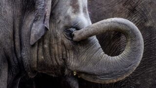 baby Asian elephant