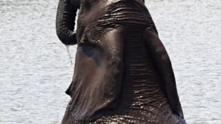 elephant in the water via unsplash