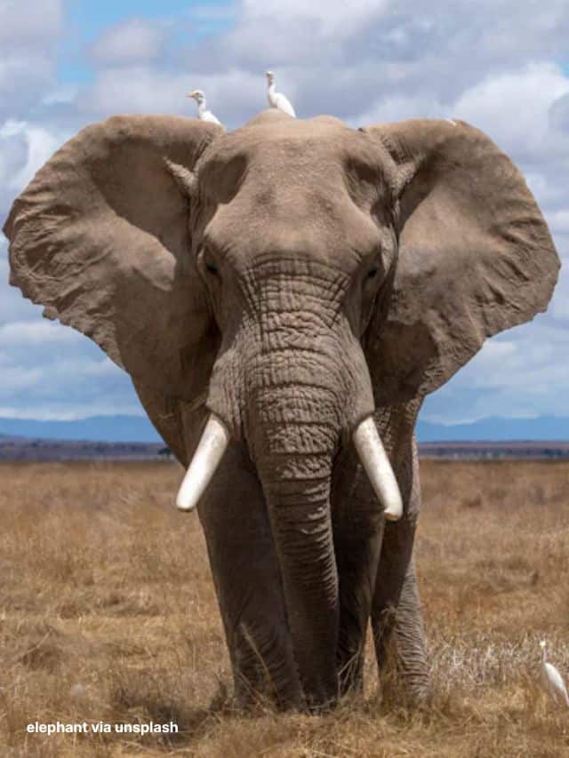 elephant close up 