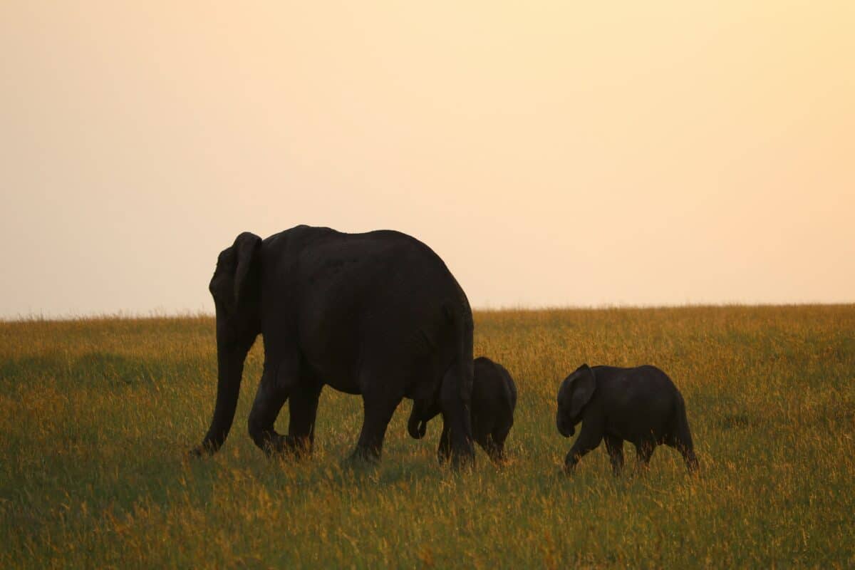 Elephants