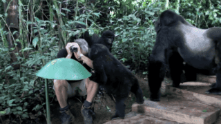Wild Mountain gorilla curious