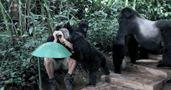 Wild Mountain Gorillas Surround a Man