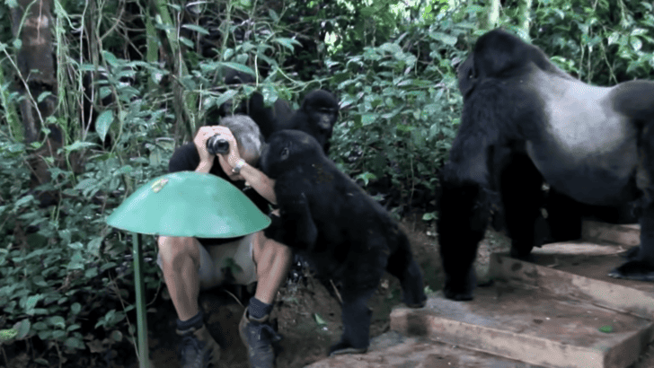 Wild Mountain Gorillas Surround a Man