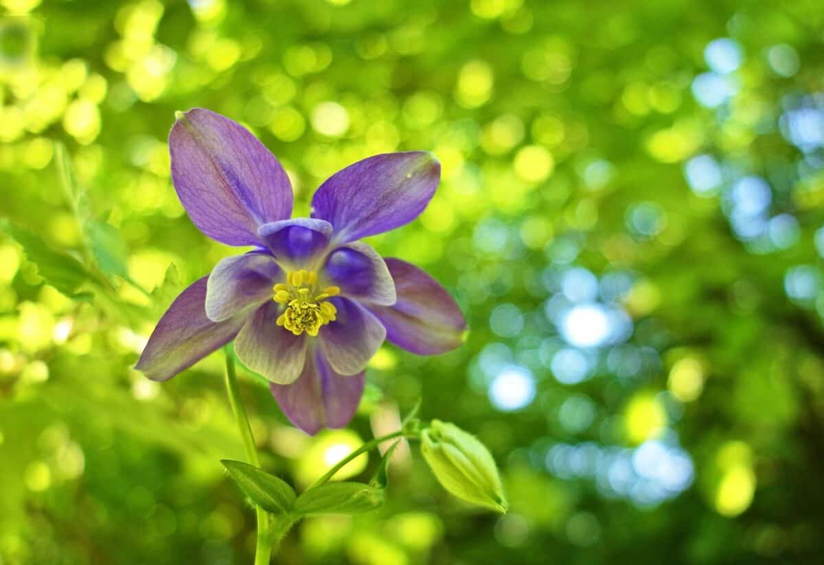 columbine