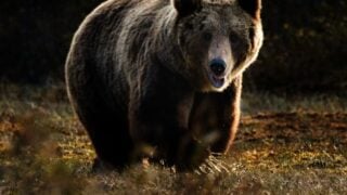 grizzly bear via unsplash