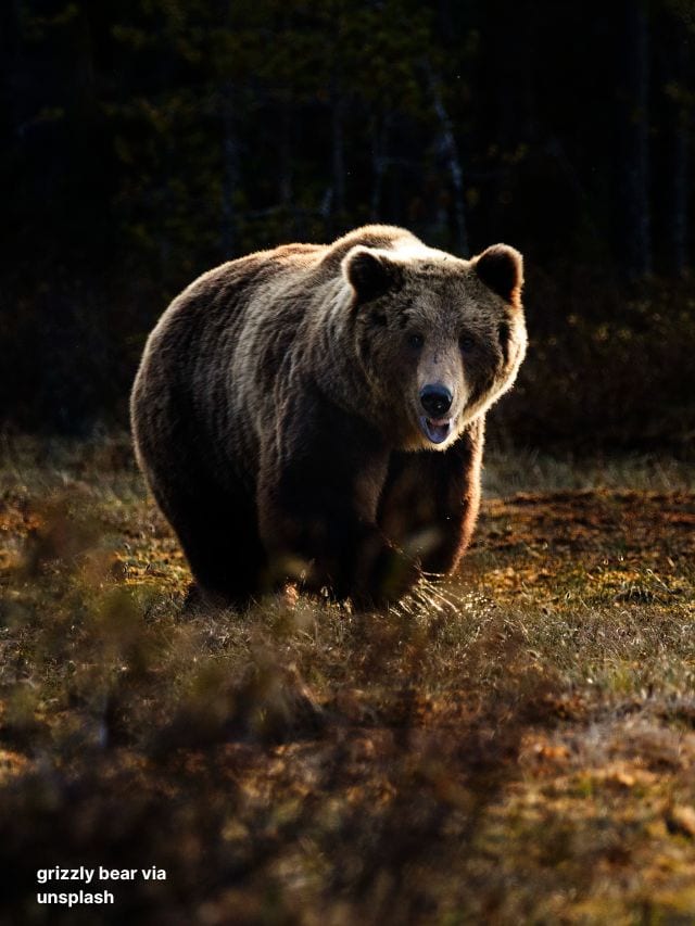 Watch: The Alarming Trend of Bears on Train Tracks