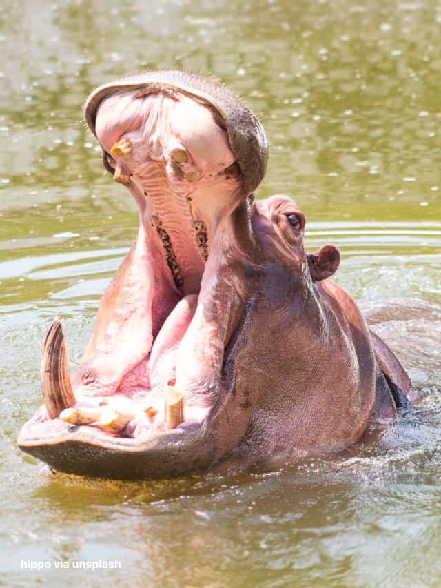 Shocking Hippo Behaviour Explained