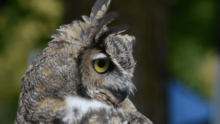 This Owl Can Turn Its Head 270 Degrees—Here’s How