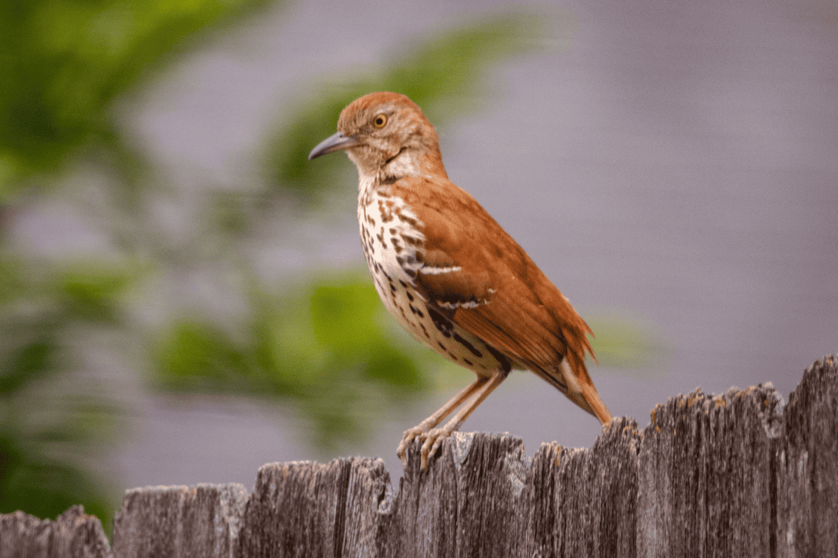 brown thrasher