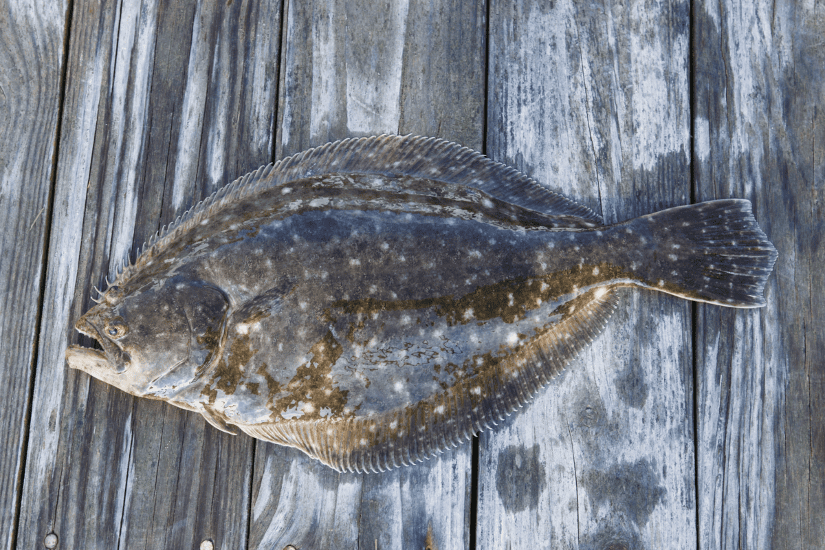 Greenland Halibut -