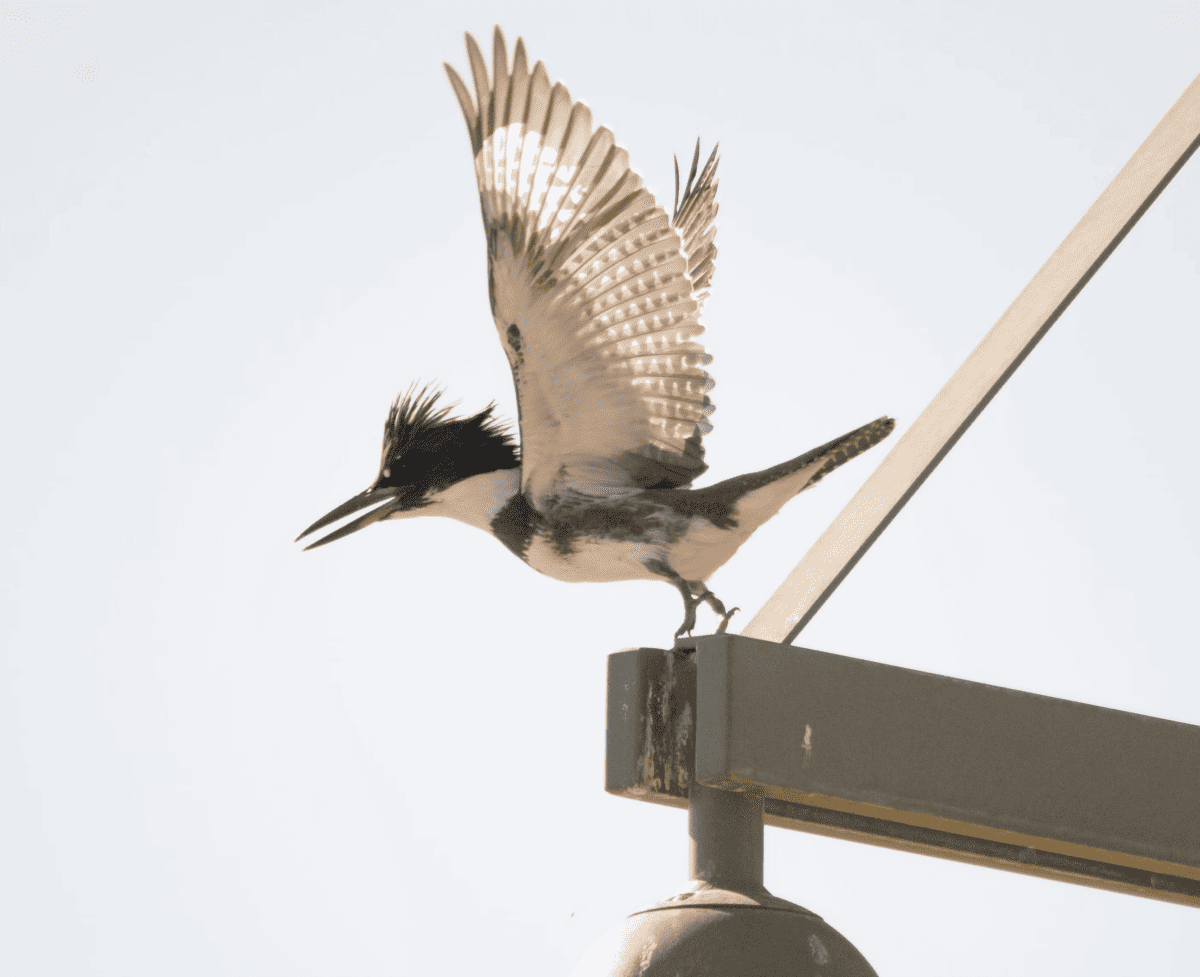 Belted Kingfisher

