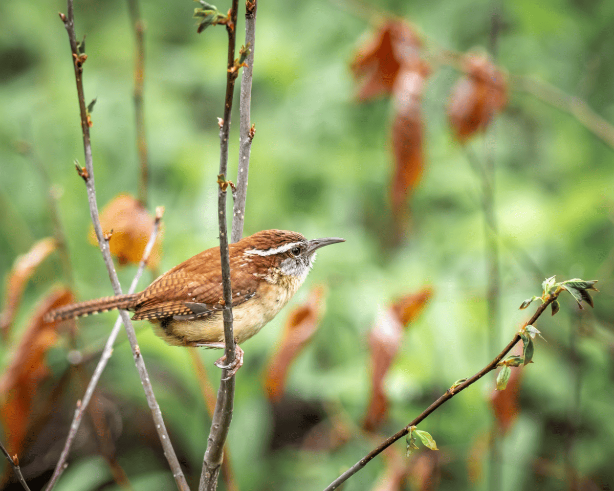 Carolina wren
