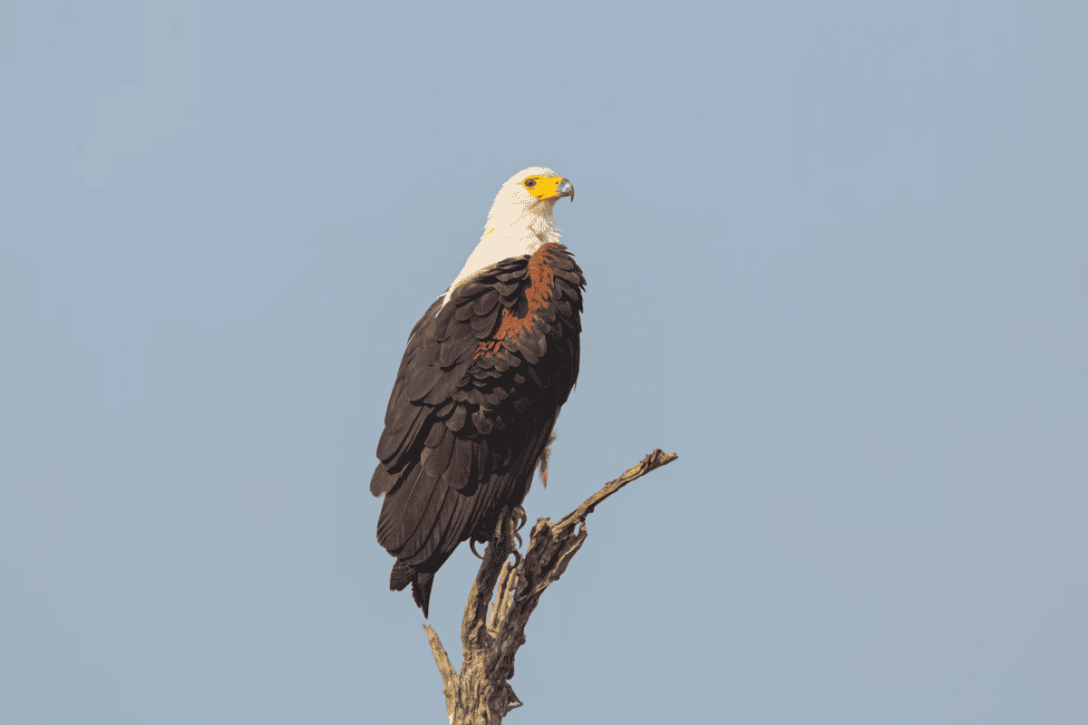 African fish eagle 