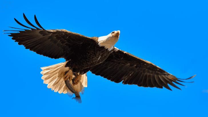 Meet The Only Bird To Take On The Eagle