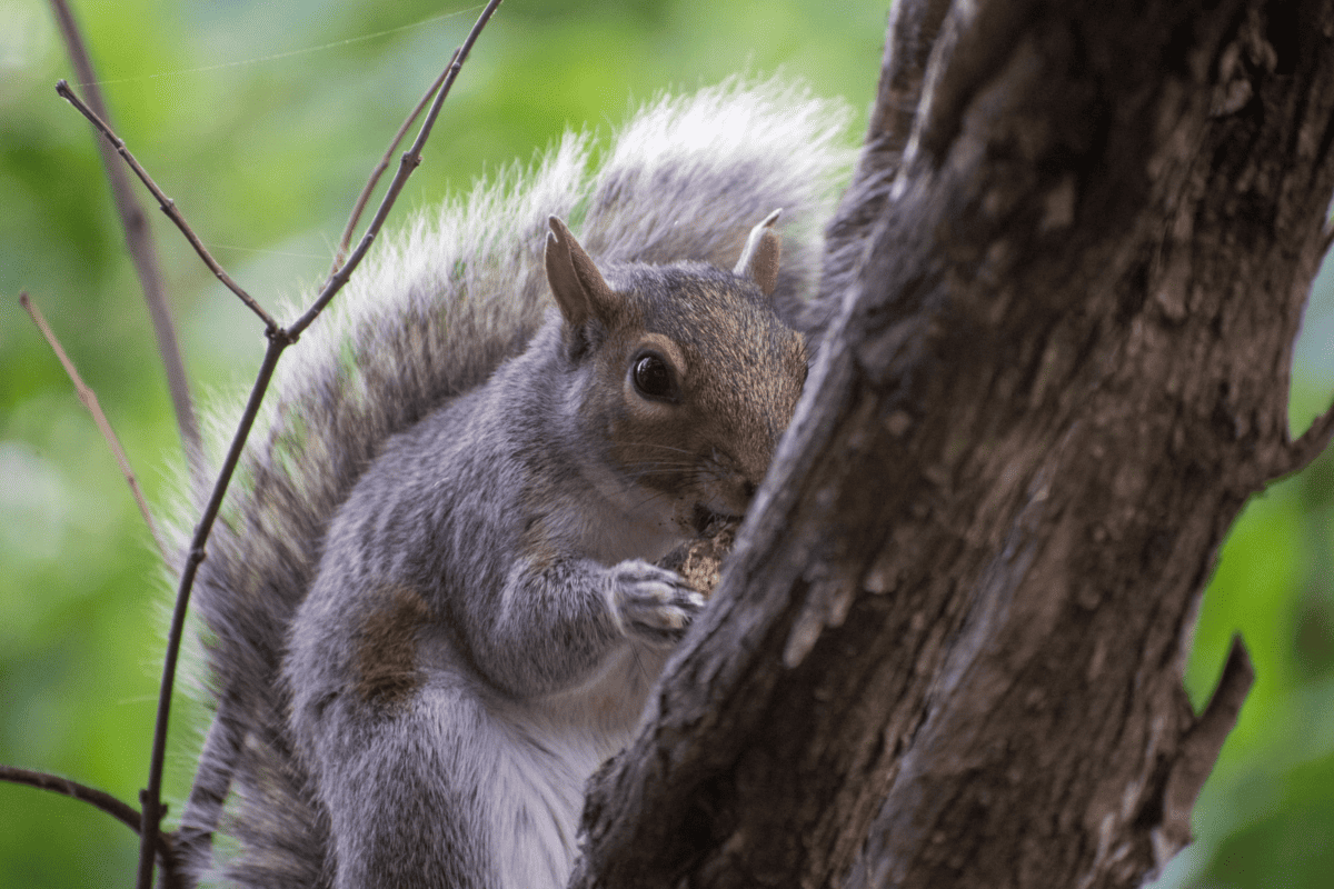 Eastern Gray Squirrel