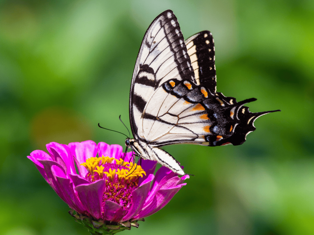 Eastern Tiger Swallowtail