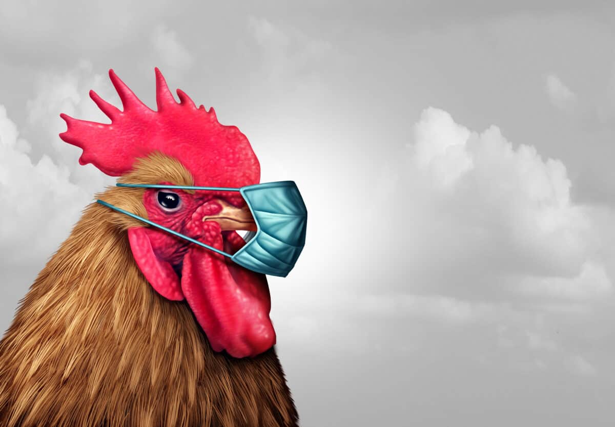 Biosecurity concept and quarantine biohazard danger as a chicken with a germ surgical mask as a health care infectious disease idea in a 3D illustration style.