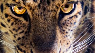 jaguar Image Janguar