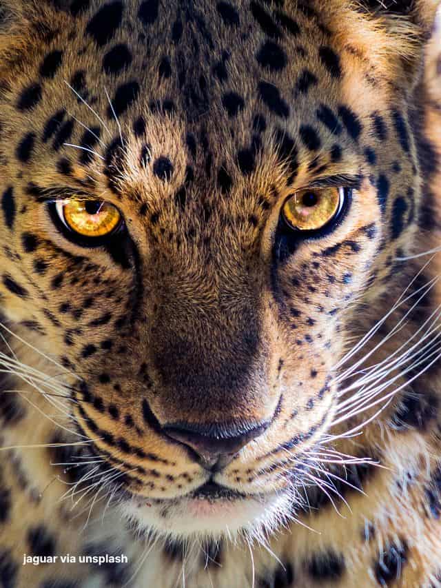 jaguar Image Janguar 