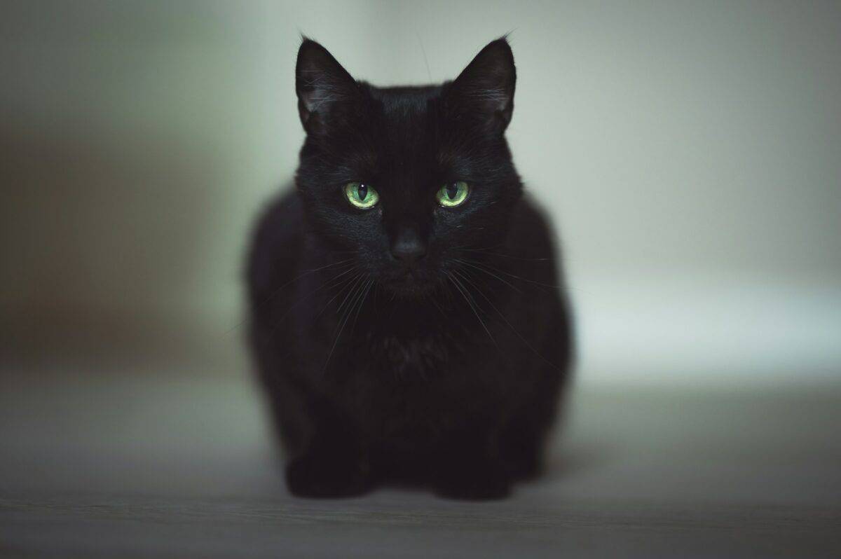 black cat