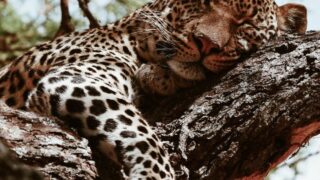 leopard relaxing